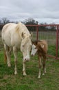 Mare and Foal Royalty Free Stock Photo