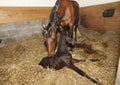 Mare and foal after birth Royalty Free Stock Photo