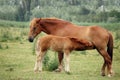 Mare and foal breastfeeding Royalty Free Stock Photo