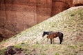 Mare and foal in canyon