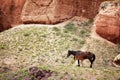 Mare and foal in canyon