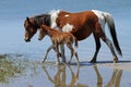 Mare & foal Royalty Free Stock Photo