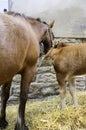 Mare with foal. Color image Royalty Free Stock Photo