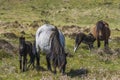 Mare and foal at Dartmoor