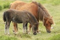 A mare and foal Dartmoor ponies Equus ferus caballus. Royalty Free Stock Photo