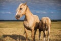 Mare with foal in the field Royalty Free Stock Photo