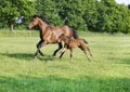 Mare with foal gallops