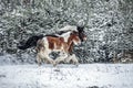 The horse gallops in the snow