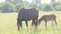 Mare and foal graze on pasture on a sunny summer day. Sunlight. Summer pasture. Royalty Free Stock Photo