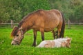 Mare with a foal