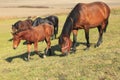 Mare and foal grazing Royalty Free Stock Photo