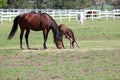 Mare and foal grazing Royalty Free Stock Photo