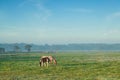 Mare with foal grazing on pasture in misty morning Royalty Free Stock Photo