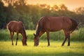 Mare  and foal grazing in sunrise Royalty Free Stock Photo