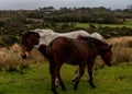 Mare and foal grazing together on the moor Royalty Free Stock Photo