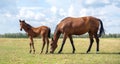 A mare with a foal. Horse herd grazing in pasture. Horses are free. Landscape, pasture. Sunlight. Summer. Banner Royalty Free Stock Photo