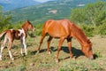 Mare and foal horses grazing in Valley of Ghosts of Crimean mountains