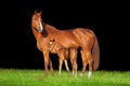 Mare and foal isolated on black Royalty Free Stock Photo