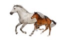 Mare and foal isolated Royalty Free Stock Photo