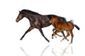 Mare and foal isolated Royalty Free Stock Photo