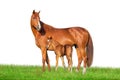 Mare and foal isolated on white Royalty Free Stock Photo