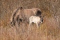 Mare and foal konik horse graze in the golden reeds