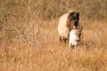Mare and foal konik horse in a nature reserve, They walk in the golden reeds. Newborn leads the way Royalty Free Stock Photo
