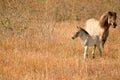 Mare and foal konik horses in a nature reserve, They walk in the golden reeds. Black tail and cream hair Royalty Free Stock Photo