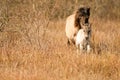 Mare and foal konik horses in a nature reserve, They walk in the golden reeds. Black tail and cream hair Royalty Free Stock Photo