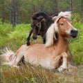 Mare and foal in Lojsta Hed, Sweden Royalty Free Stock Photo