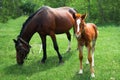 Mare and foal