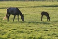 Mare and foal in meadow Royalty Free Stock Photo