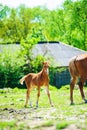 mare and foall in a meadow Royalty Free Stock Photo