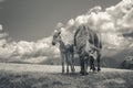 Mare and foal in the meadow Royalty Free Stock Photo