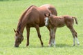 Mare with foal in a meadow Royalty Free Stock Photo