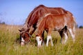 Mare with a foal on a meadow. Royalty Free Stock Photo