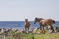 Mare with foal in the nature reserve Morups Tange Royalty Free Stock Photo