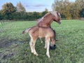 Mare and foal Royalty Free Stock Photo