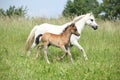 Mare with foal on pasturage Royalty Free Stock Photo