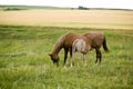 Mare and foal in pasture Royalty Free Stock Photo