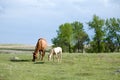 Mare and foal in pasture Royalty Free Stock Photo