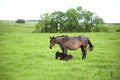 Mare and foal in pasture Royalty Free Stock Photo