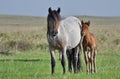 Mare and foal on a pasture.