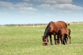 Mare and foal on pasture Royalty Free Stock Photo