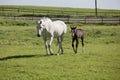 Mare and foal on pasture Royalty Free Stock Photo