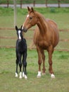 Mare and Foal