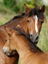 Mare and Foal Royalty Free Stock Photo