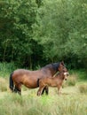 Mare and Foal Royalty Free Stock Photo