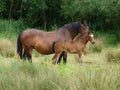 Mare and Foal Royalty Free Stock Photo