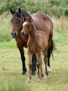 Mare and Foal Royalty Free Stock Photo